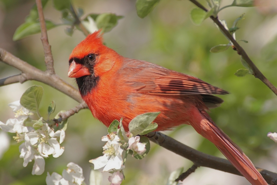 CARDINAL SALVATOR