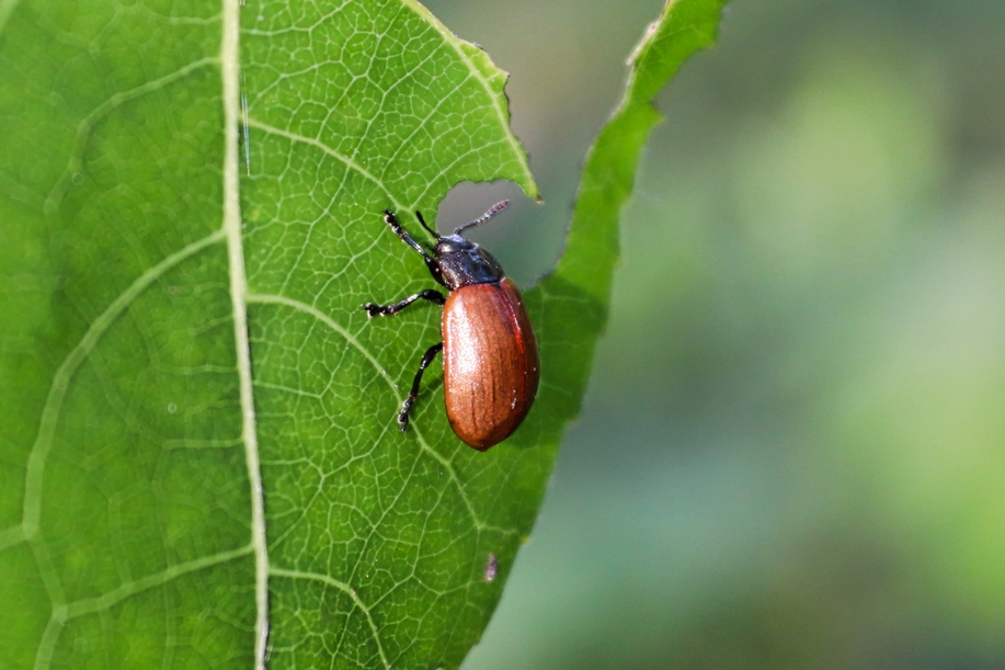 TRANȘEE PENTRU INSECTE